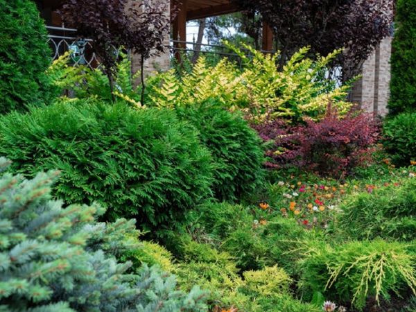 З чим і де посадити ялівець – 9 стильних варіантів