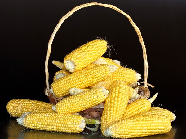 Як удобрювати солодку кукурудзу на городі, щоб отримати найкращий урожай!
