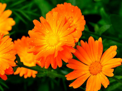 How to grow calendula