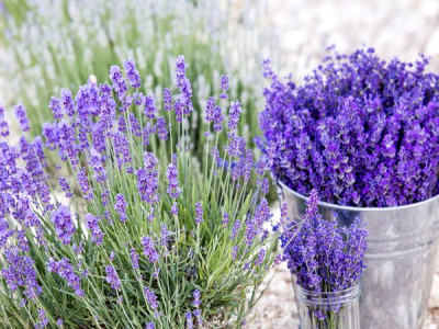 How to grow fragrant lavender from seeds