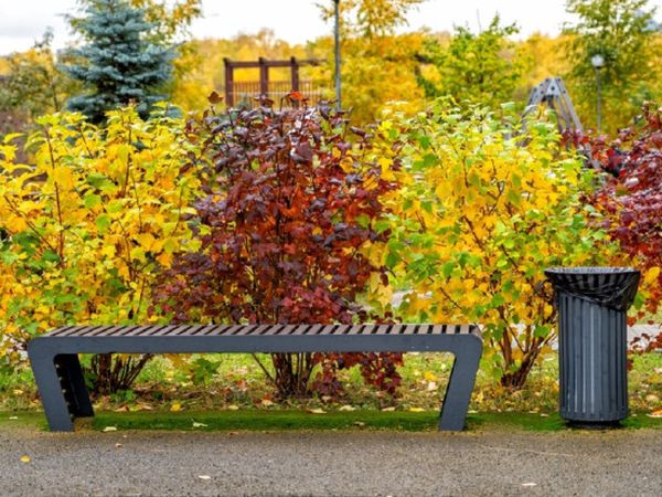 «Королі осені»: 10 кущів, які особливо гарні наприкінці сезону