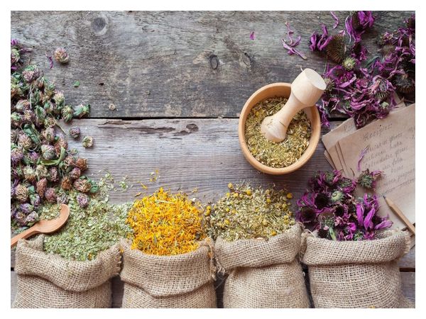 What medicinal herbs and plants can be collected and dried in summer