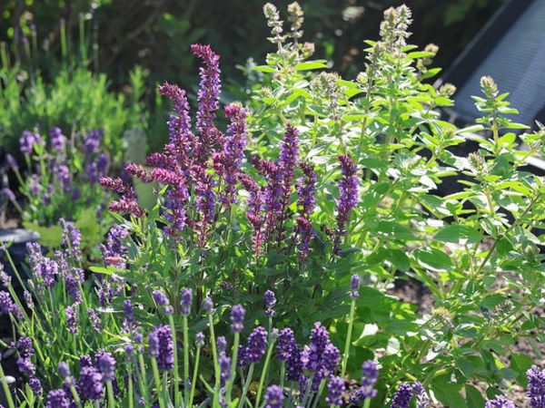 Міні-садок пряних трав біля будинку