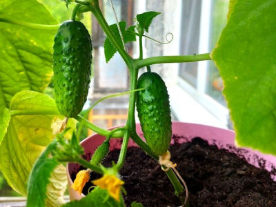 Features of growing cucumbers on the windowsill