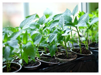 Pepper seedlings at home