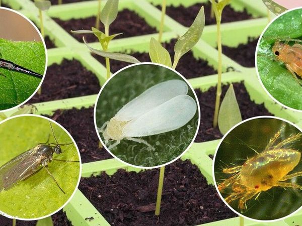 The most dangerous pests of seedlings and ways to combat them