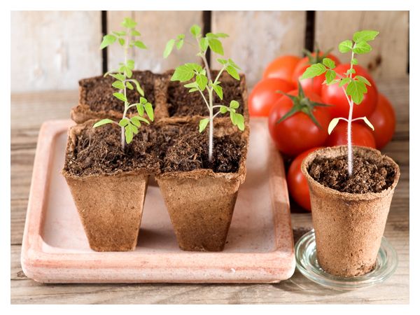 Seedlings picking - what is it and why is it needed?