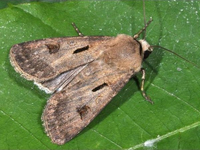 Heart and dart - «Agrotis exclamacionis»