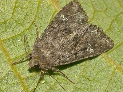 Cabbage moth - «Mamestra brassicae»