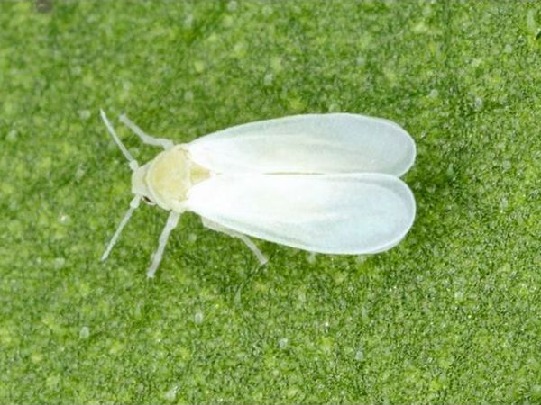 Silverleaf whitefly - «Bemisia tabaci»