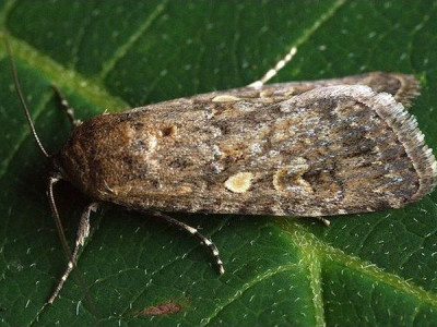 Small mottled willow moth (tomato) - «Spodoptera exiqua»