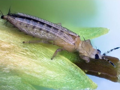 Західний квітковий трипс - «Frankliniella occidentalis»