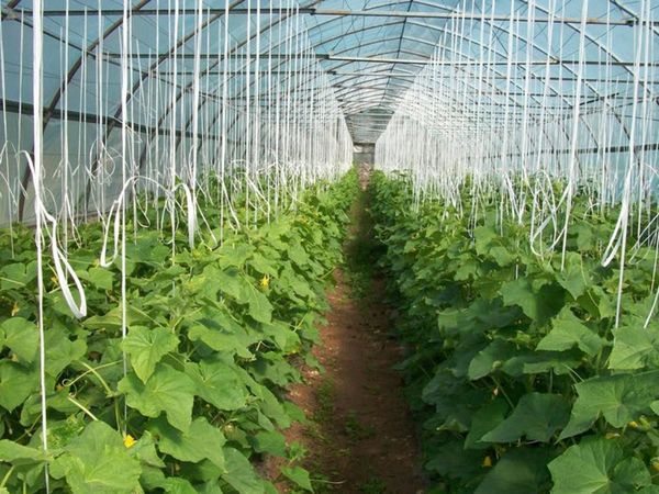 Planting cucumbers in a greenhouse with seeds