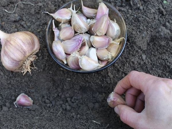 Посадка часнику під зиму – всі тонкощі посадки зубками