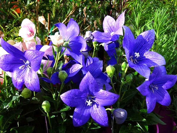 Platycodon and its proper cultivation