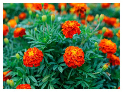 Growing from seed and planting of marigolds