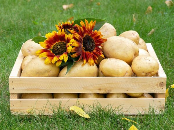 Як зберігати картоплю, щоб не проростала