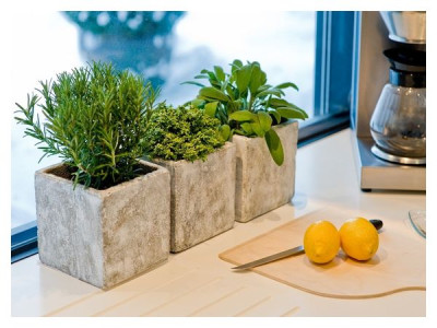 Spicy herbs on the kitchen windowsill