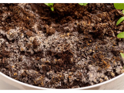 5 проблем з ґрунтом під розсадою та способи все виправити