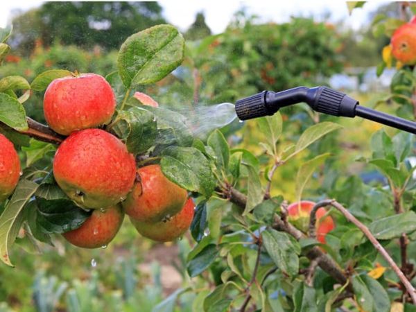 How to protect apple and pear trees from scab in summer