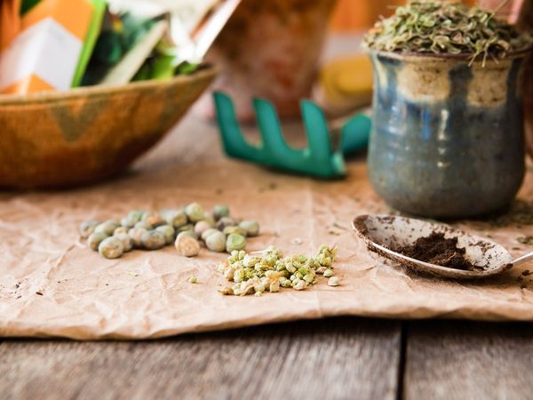 6 main rules for seed stratification at home