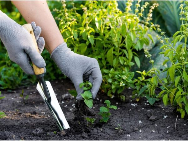 5 rules of weeding – to make the result last longer