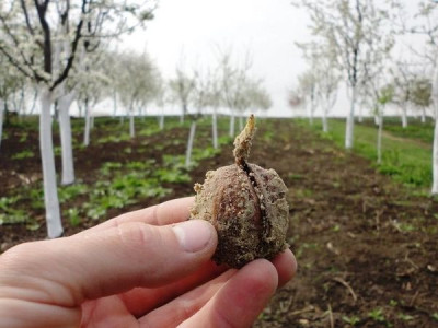 Scarification, impaction and stratification of seeds