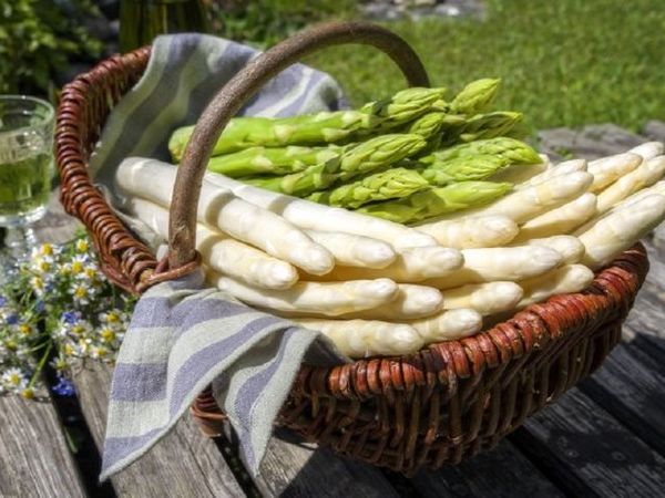 Secrets of growing asparagus from seeds