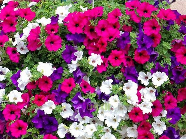 Sowing petunias for seedlings: timing and rules