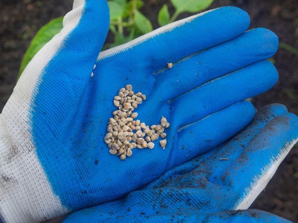 Пряні трави і зелень, які можна сіяти під зиму