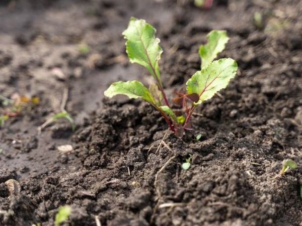 Spring sowing of beets: how not to make mistakes