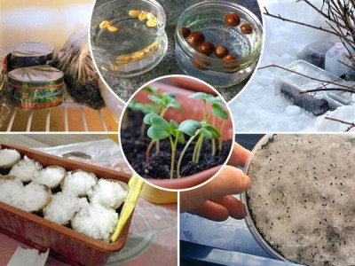 Stratification of perennial flower seeds