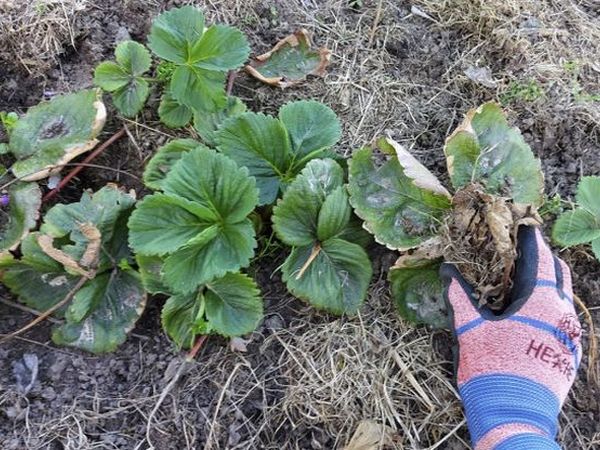 Strawberry care in spring: 5 important rules