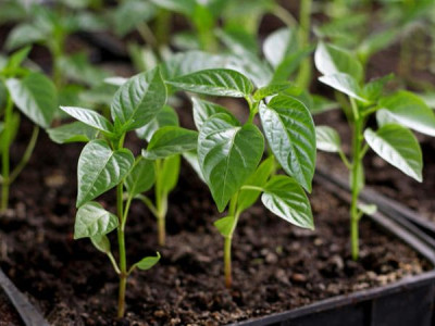 How to grow strong pepper and eggplant seedlings