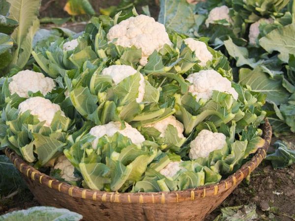Three secrets to luxurious cauliflower