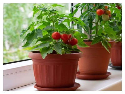 Tomatoes on the windowsill: how to grow tomatoes in the room