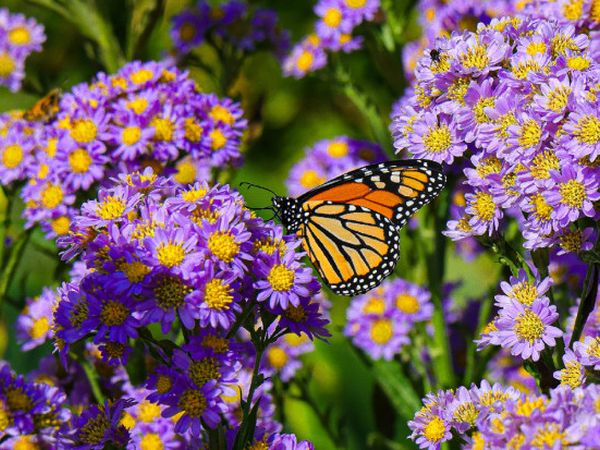 Коли і як пересаджувати багаторічну астру восени