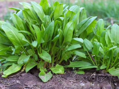 Sorrel: what are its benefits and is it worth growing