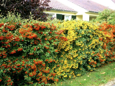 Delicious hedge: which berries can be used to grow a wall