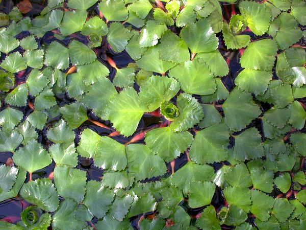 Water nut: how to grow an unusual edible plant