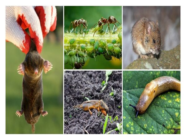 Pests that are best dealt with in the autumn
