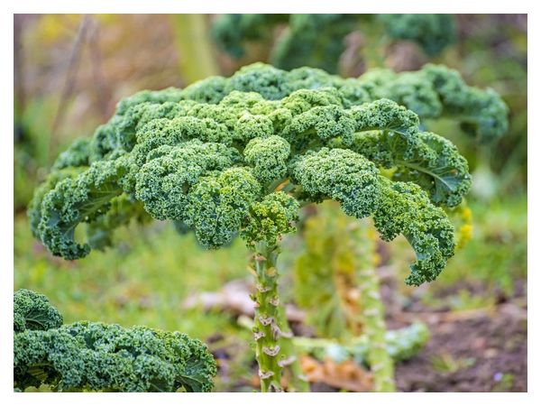 Growing kale