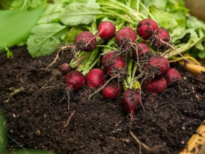 What to plant in place of early radishes
