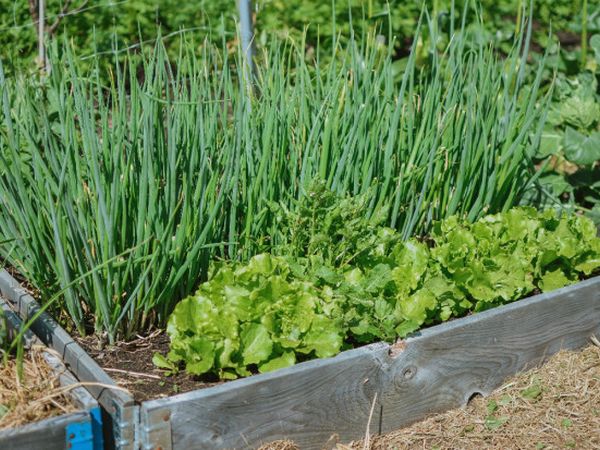 What to sow and plant in June to harvest before autumn