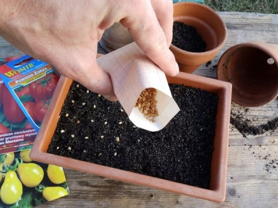 У що посіяти томати