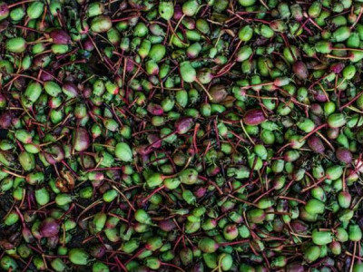 Why flowers and fruit set fall off and how to save the harvest