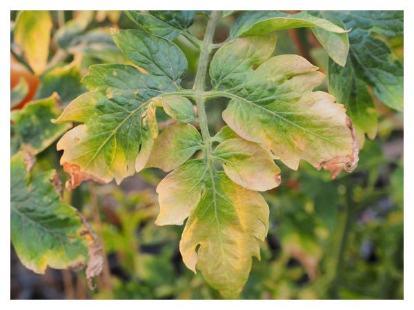 Why do tomato leaves turn yellow in a greenhouse and in open ground