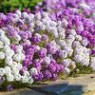 Alyssum seeds