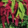 Amaranth seeds