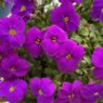 Aubrieta seeds